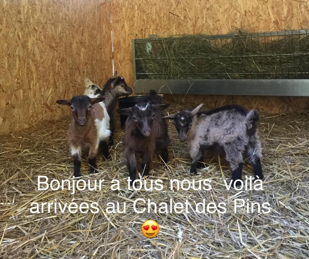 Roulottes Du Chalet Des Pins Rougeou Bagian luar foto